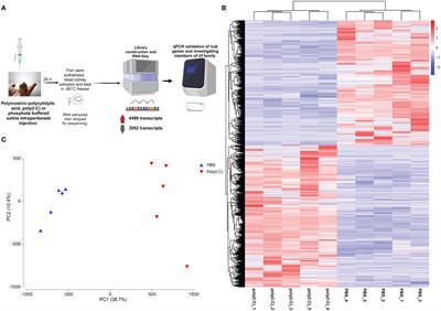 Transcriptomic response of lumpfish (Cyclopterus lumpus) head kidney to viral mimic, with a focus on the interferon regulatory factor family